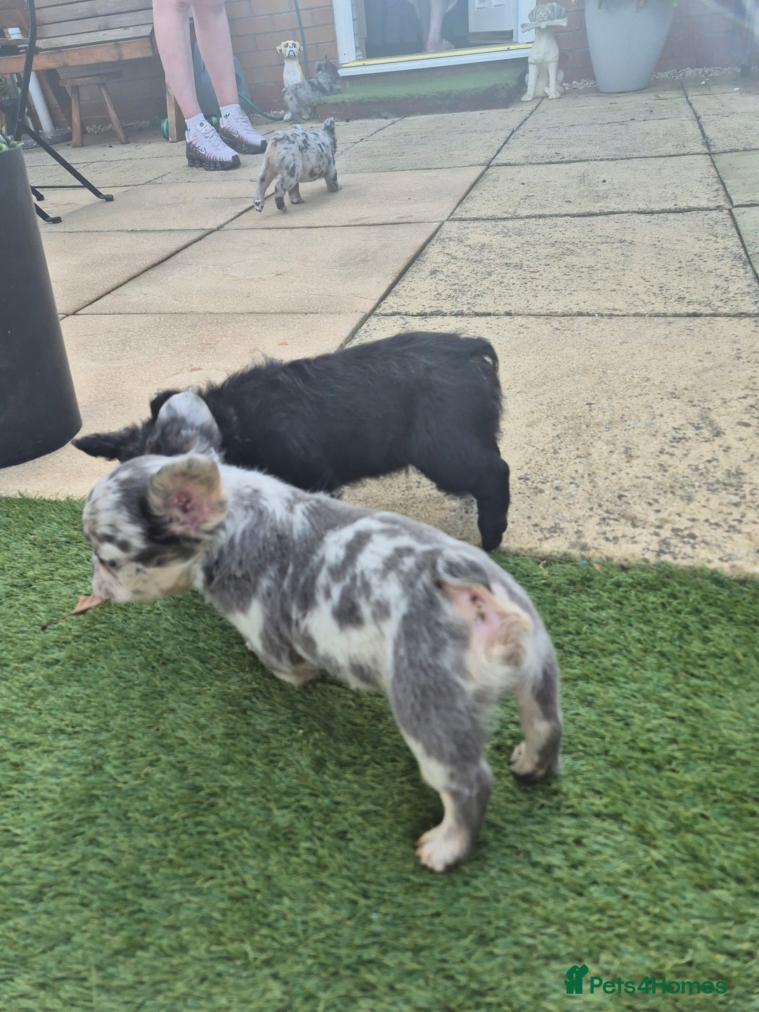 French Bulldog dogs for sale: Fluffy french bulldogs +c2  - Image 16
