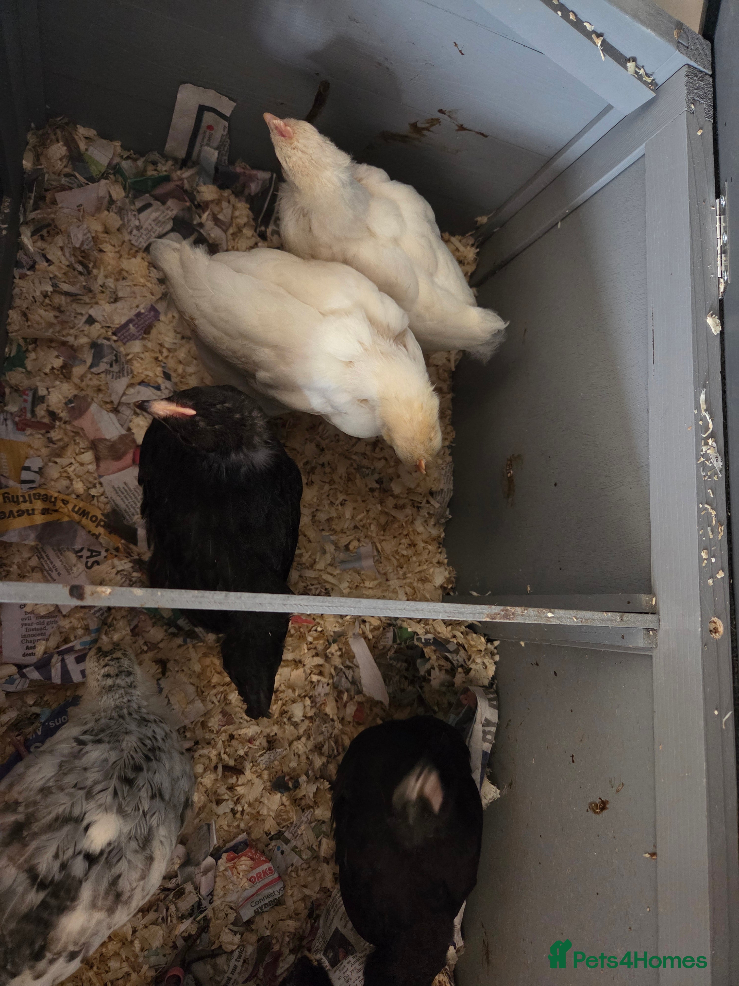 Chickens poultry Legbar / Leghorn chicks - Advert 1