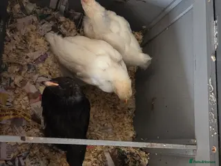 Chickens poultry Legbar / Leghorn chicks - Advert 1