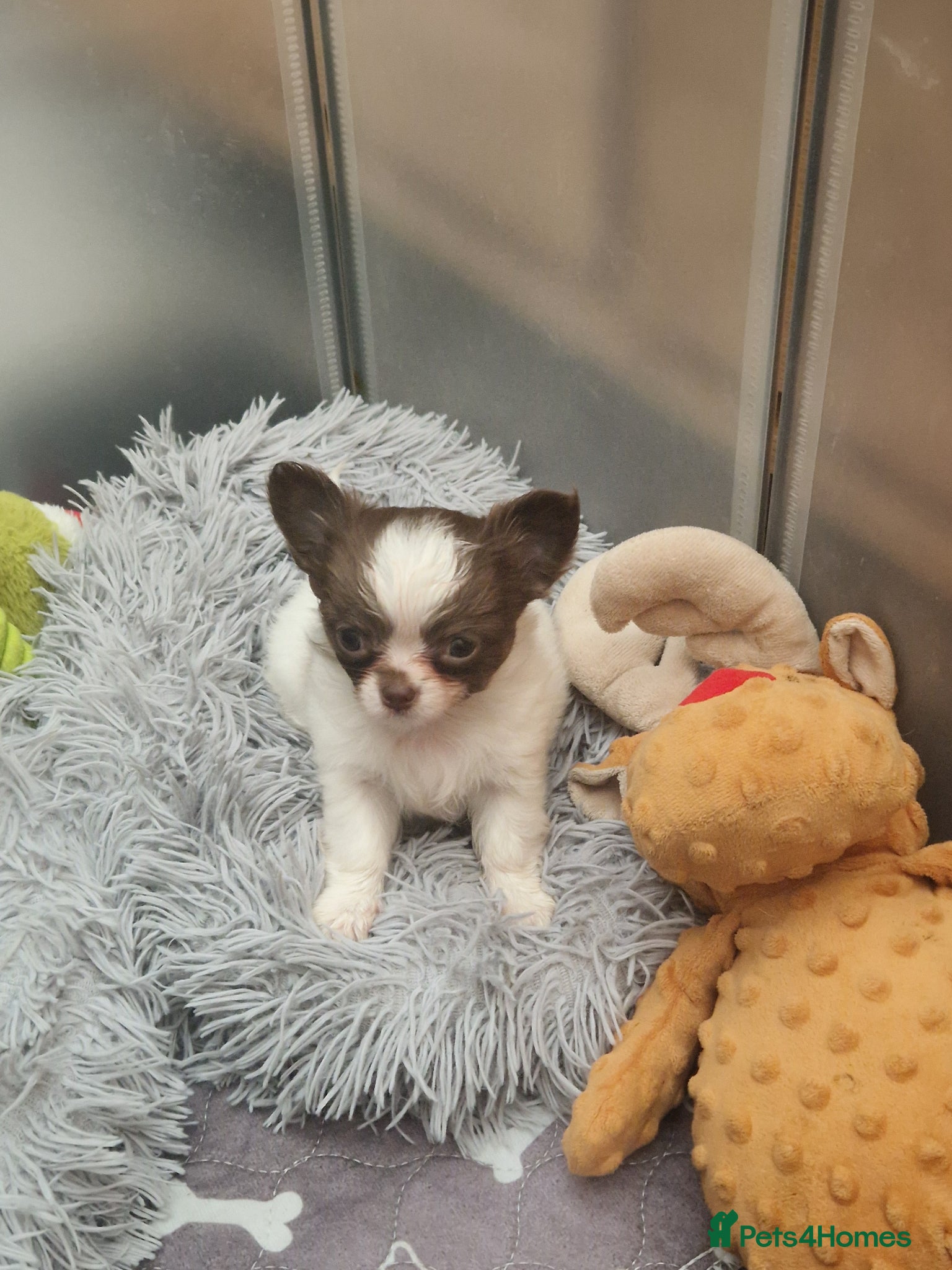 Chihuahua dogs Chihuahua puppies  - Advert 10