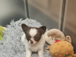 Chihuahua dogs Chihuahua puppies - Advert 10