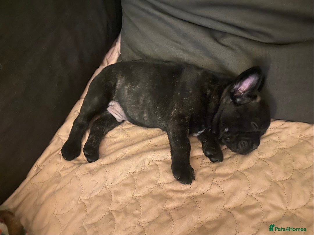 French Bulldog dogs for sale: Adorable male French bulldog puppy ready now - Advert 12
