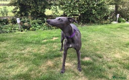 Whippet dogs for sale: Male Whippet puppy  - Image 2