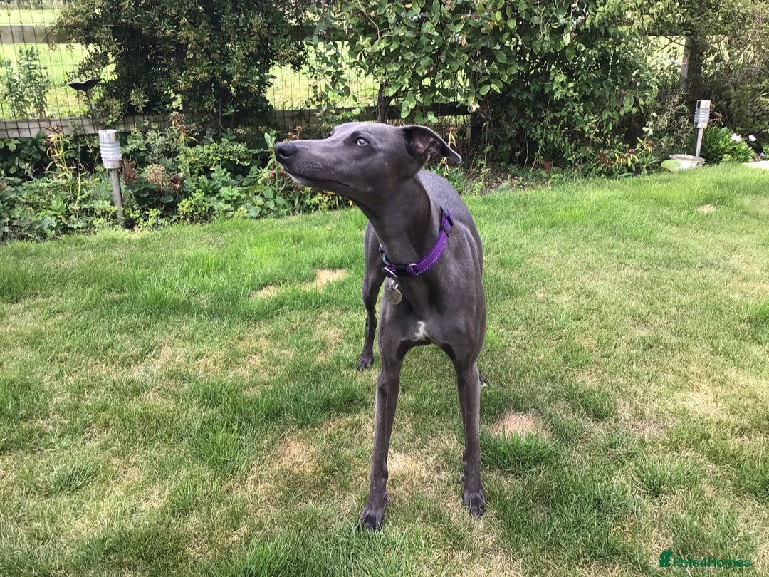 Whippet dogs for sale: Male Whippet puppy  - Image 2