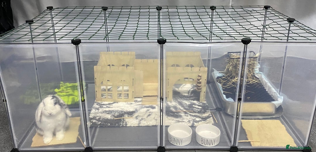 Mini Lop rabbits for sale: Gorgeous young Mini Lop - Buck - Advert 3