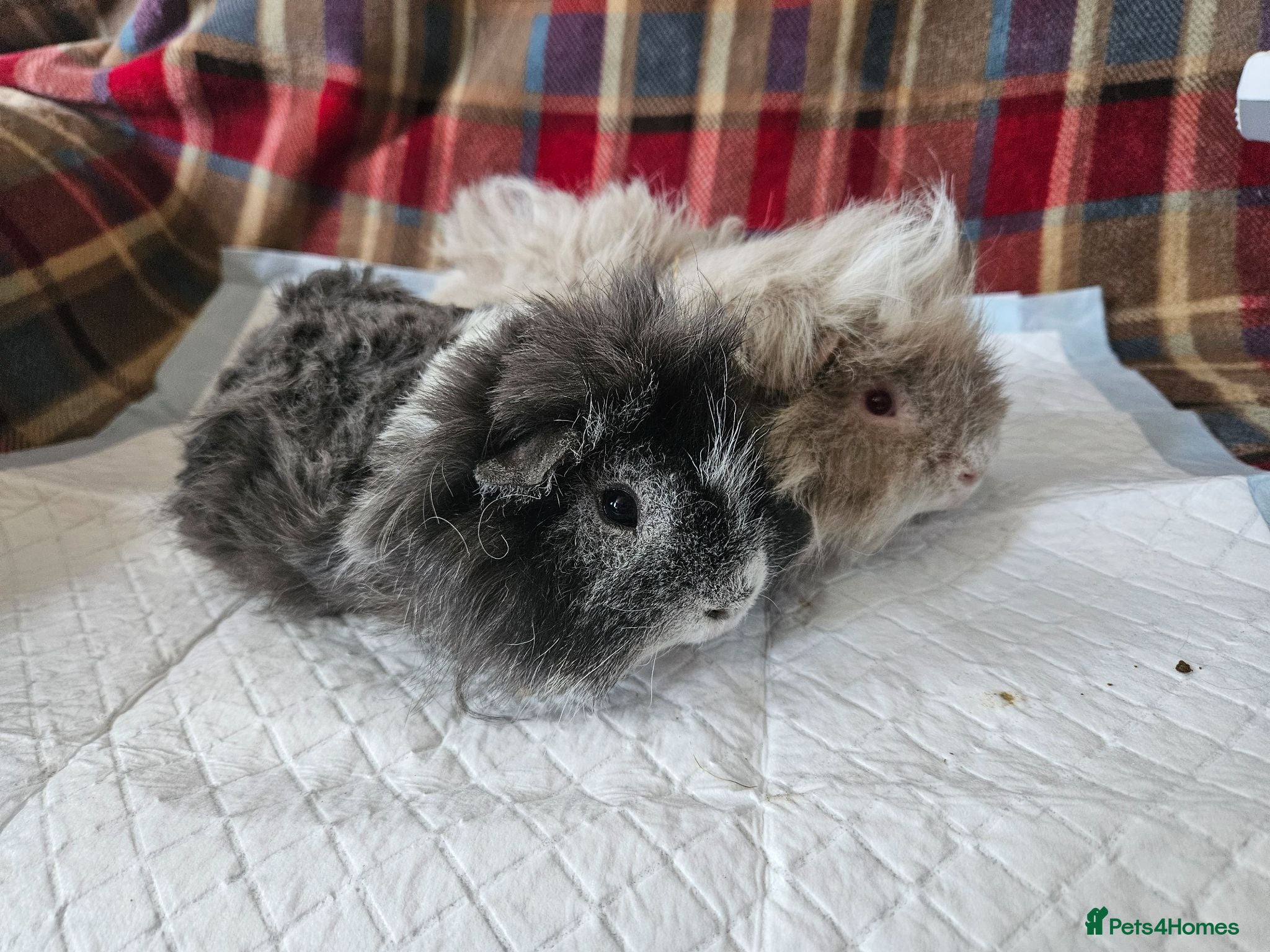 Guinea Pig rodents Beautiful lunkarya boars  - Advert 4