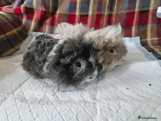 Guinea Pig rodents Beautiful lunkarya boars - Advert 4