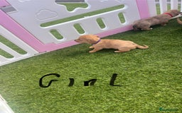 Mixed Breed dogs for sale: 7 beautiful jackshund puppies for sale - Image 23