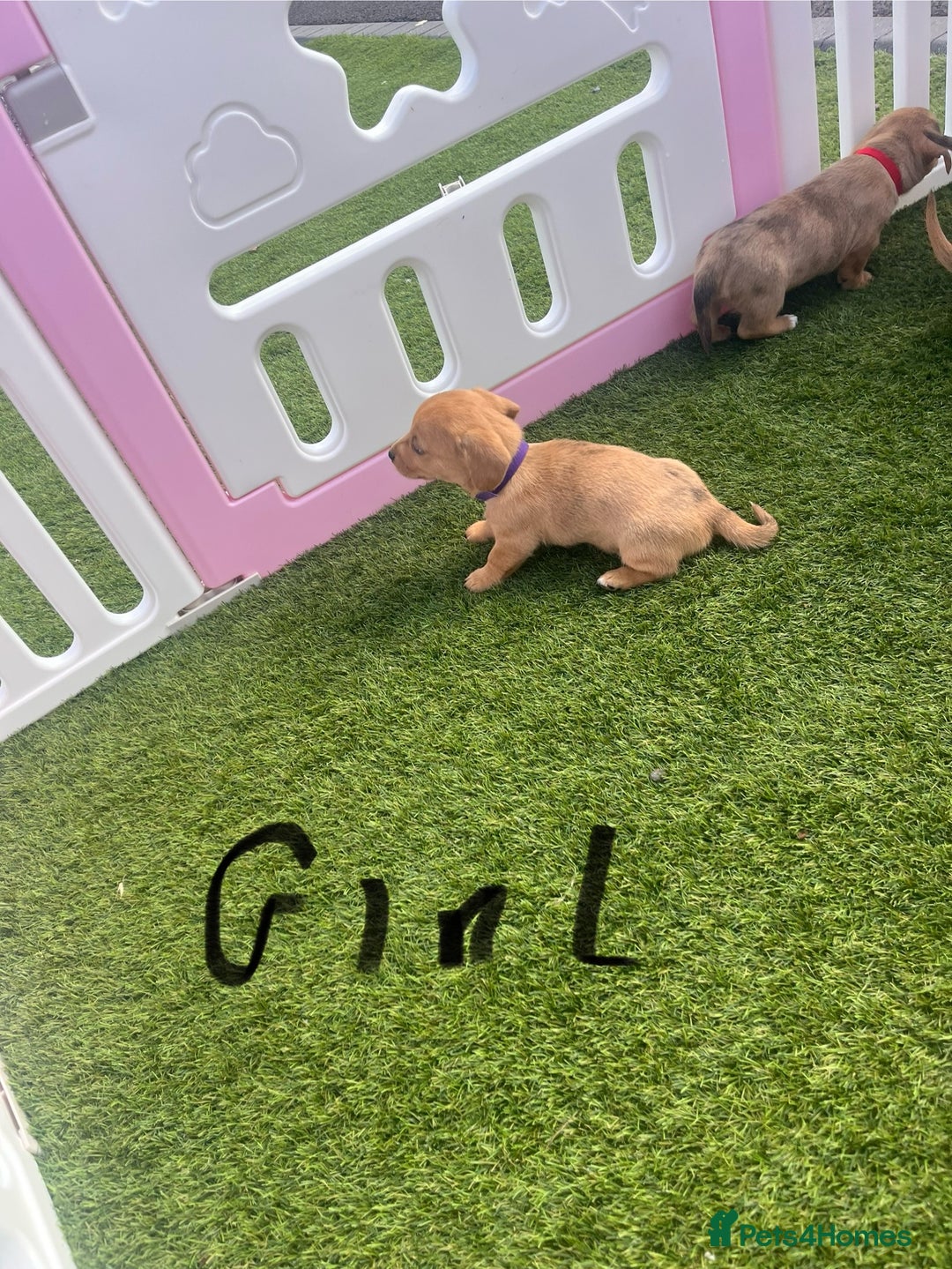 Mixed Breed dogs for sale: 7 beautiful jackshund puppies for sale - Image 23
