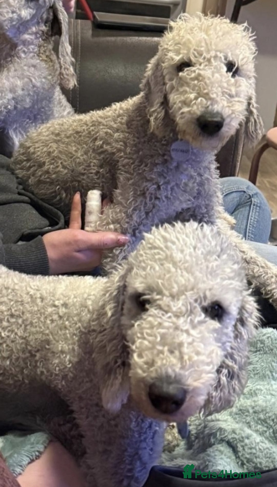 Bedlington Terrier dogs for sale: Champion Sired KC Reg Bedlington Terrier Puppies  - Advert 12