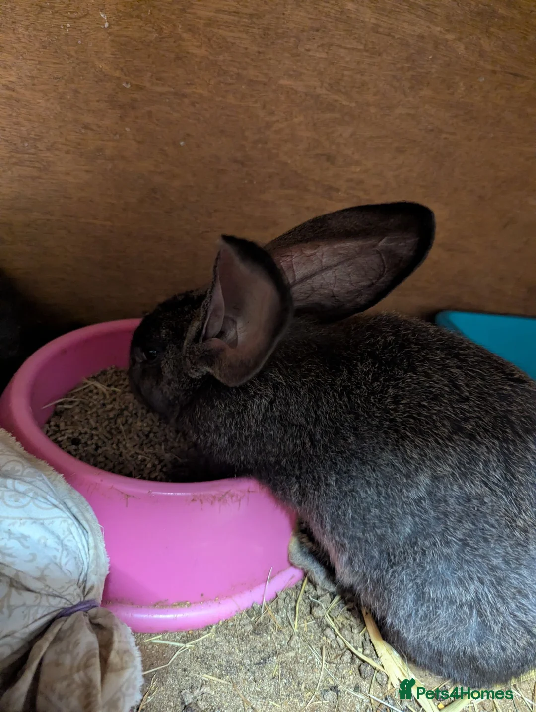 Continental Giant rabbits for sale: Continental giant  - Advert 6