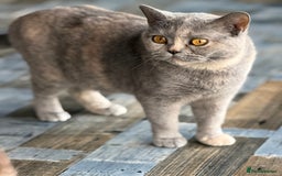 British Shorthair cats for sale: British shorthair red boy and blue -white GCCF  - Image 1