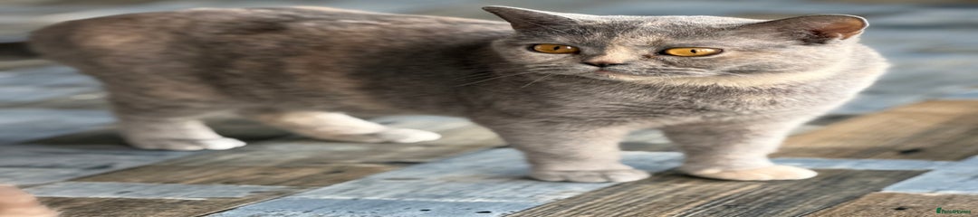 British Shorthair Kitten 1