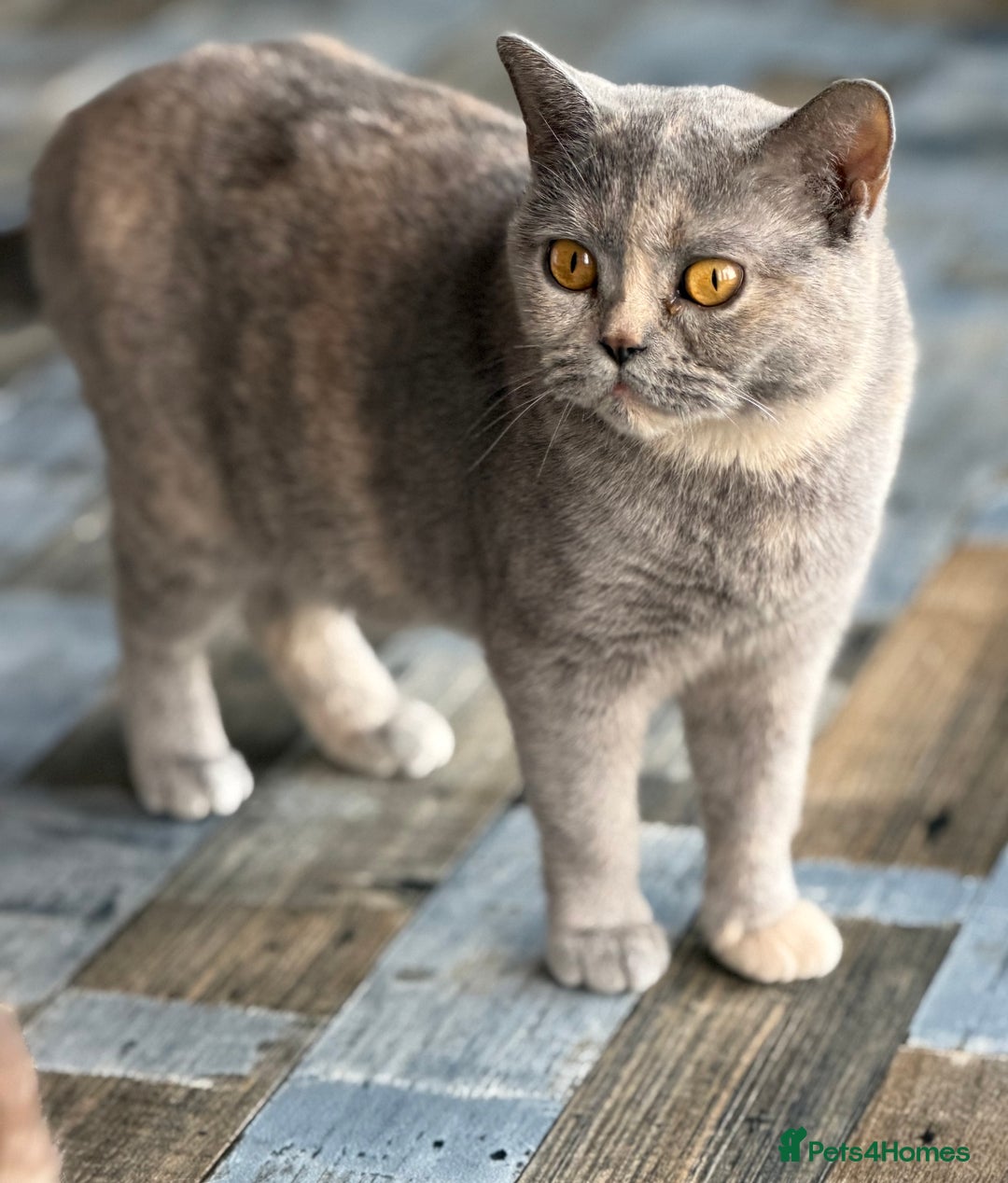 British Shorthair cats for sale: British shorthair red boy and blue -white GCCF  - Image 1