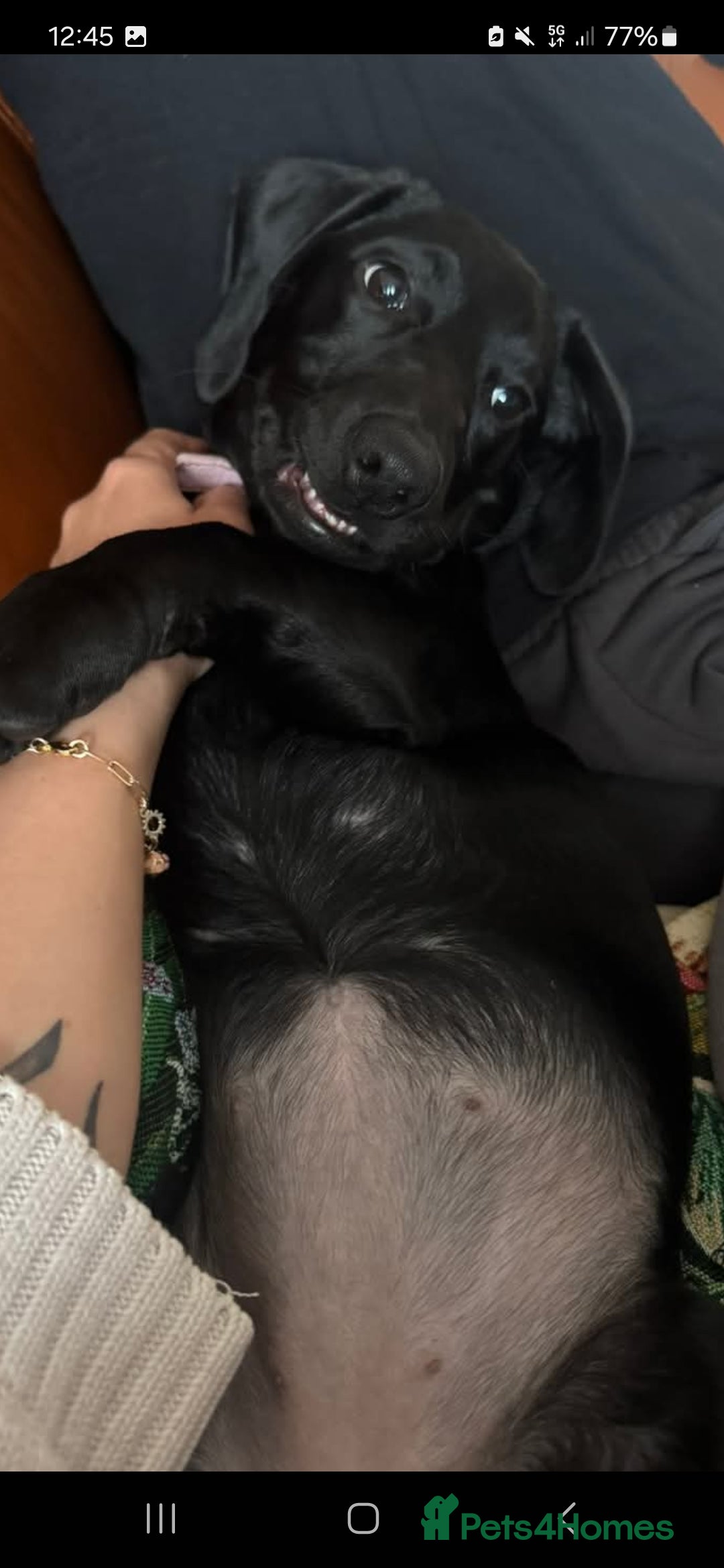 Mixed Breed dogs for sale: Labrador x dachshund  - Image 4