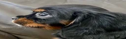 Cavalier King Charles Spaniel dogs for sale: K.C registered Black n Tan Cavalier King Charles - Advert 7