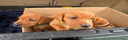 Labrador Retriever dogs for sale: Stunning Fox Red Working Labrador Retriever  in Bolton - Advert 14
