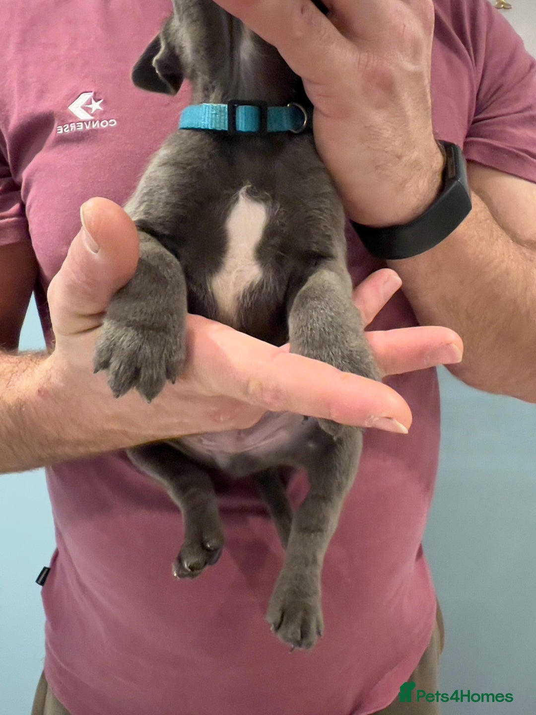 Staffordshire Bull Terrier dogs for sale: Adorable BLUE KC Pups *BULLSCAFF BLOODLINE* - Advert 7