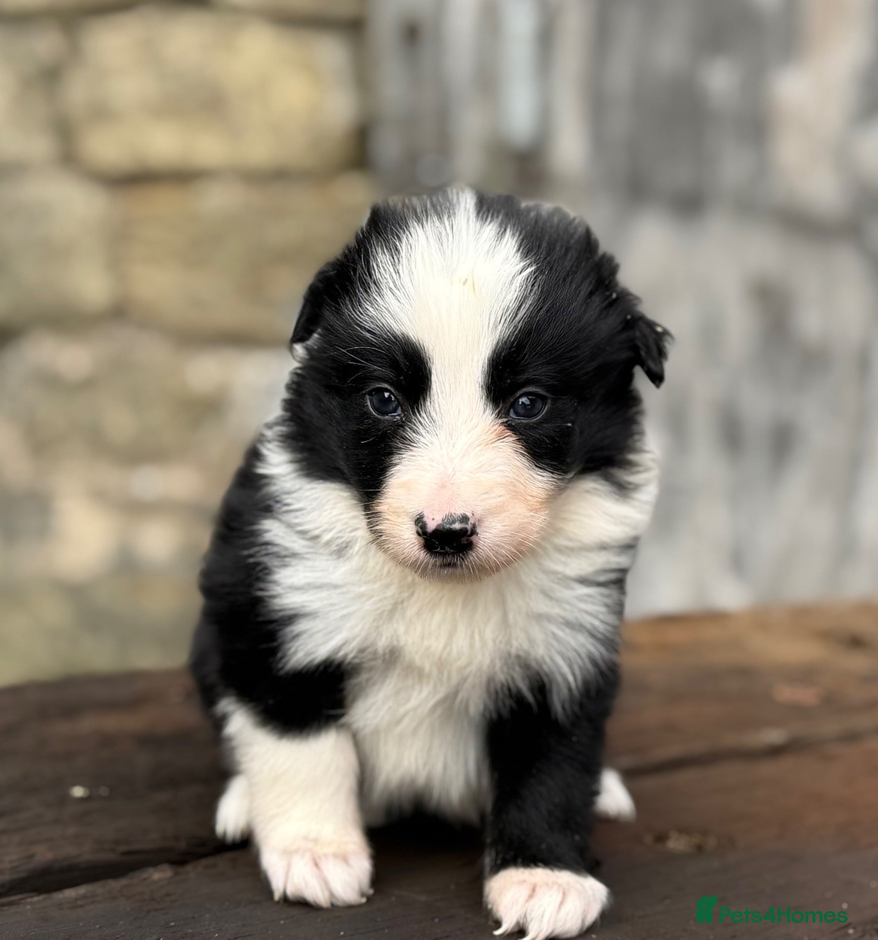 Border Collie dogs Fully health tested collie pups  - Advert 2
