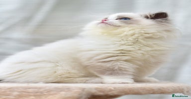 Ragdoll cats - Advert 6