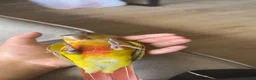 Conures birds for sale: Free flight trained baby conure  in Bolton - Advert 4