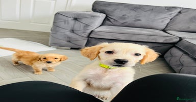 Golden Retriever dogs - Advert 6