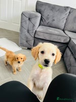 Golden Retriever dogs - Advert 5