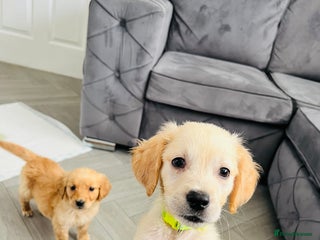 Golden Retriever dogs - Advert 6