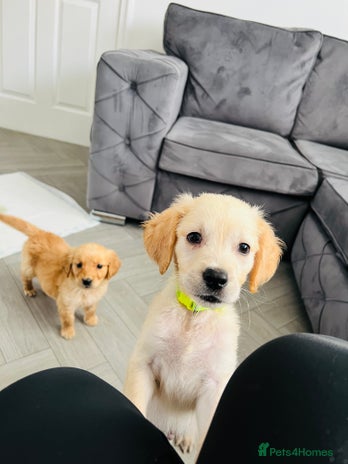 Golden Retriever dogs - Advert 11