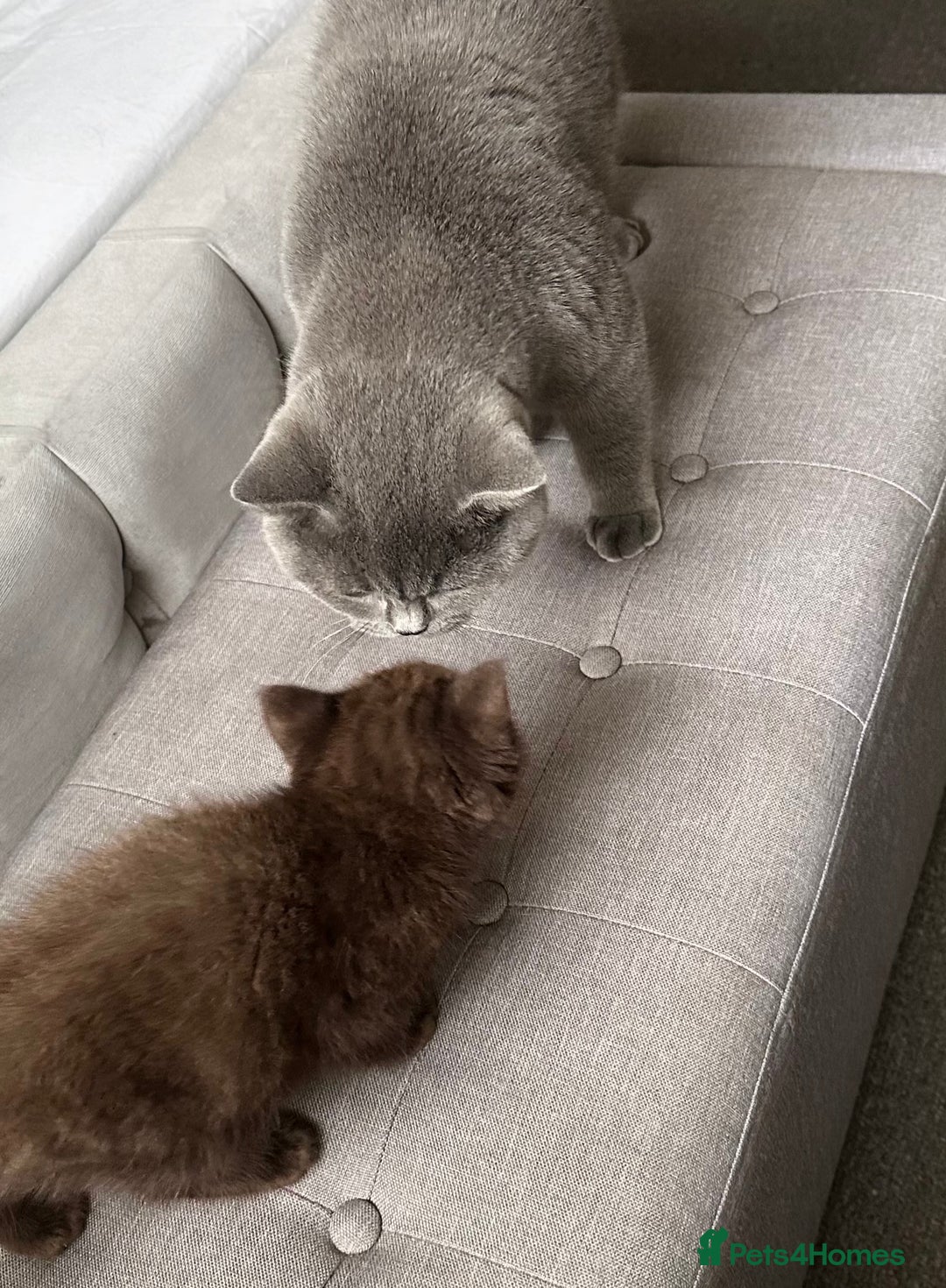 Mixed Breed cats for sale: BSH Ragdoll mix kittens - Advert 9