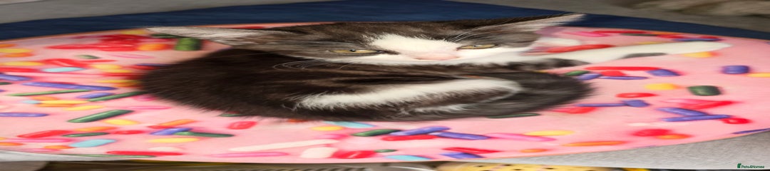 Mixed Breed Kitten 2