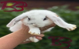 Mixed Breed rabbits for sale: Litter of Rabbit kits - Image 4