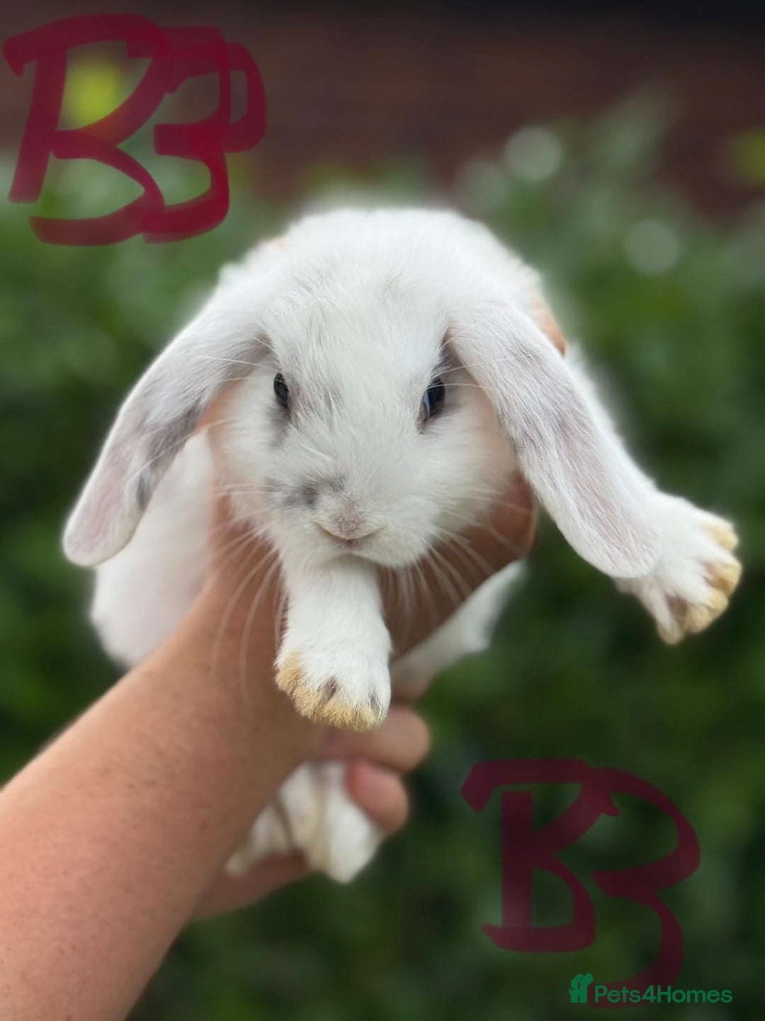 Mixed Breed rabbits for sale: Litter of Rabbit kits - Image 4