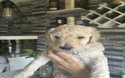 Standard Poodle dogs for sale: Standard poodle puppies!  2 girls 1 boy left  - Image 12