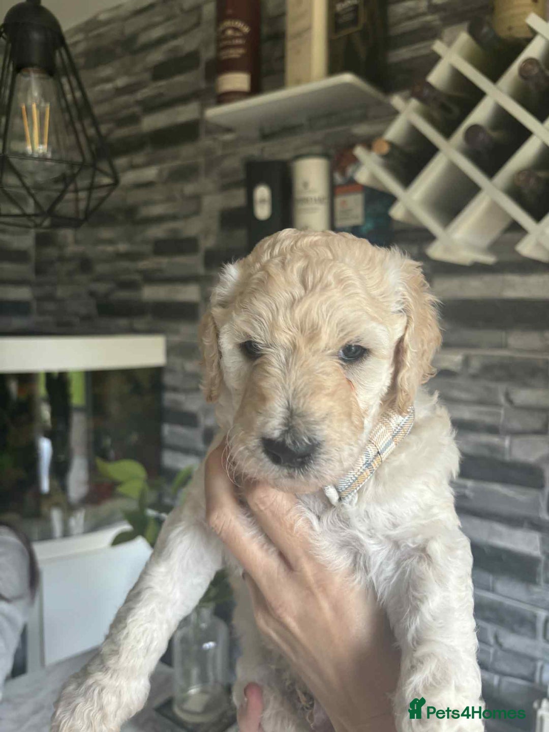 Standard Poodle dogs for sale: Standard poodle puppies!  2 girls 1 boy left  - Image 12