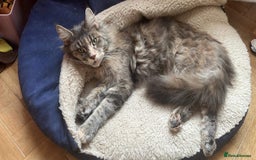 Maine Coon cats for sale: Beautiful Maine Coon Cross Kittens  - Image 38