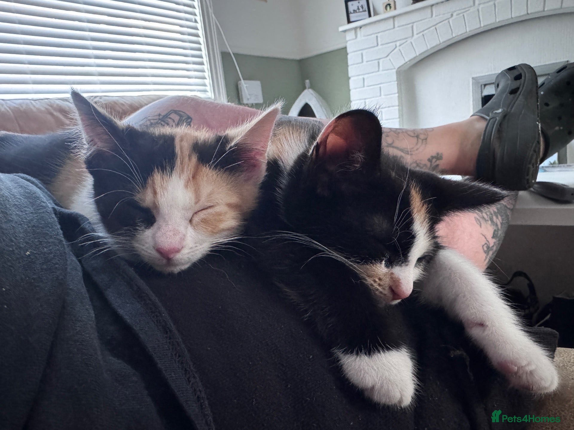 Mixed Breed cats Tortishell sisters  - Advert 10