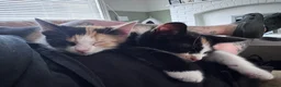 Mixed Breed cats for sale: Tortishell sisters  in Hartlepool - Advert 1