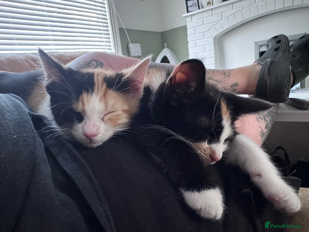Mixed Breed cats for sale: Tortishell sisters  in Hartlepool - Advert 1