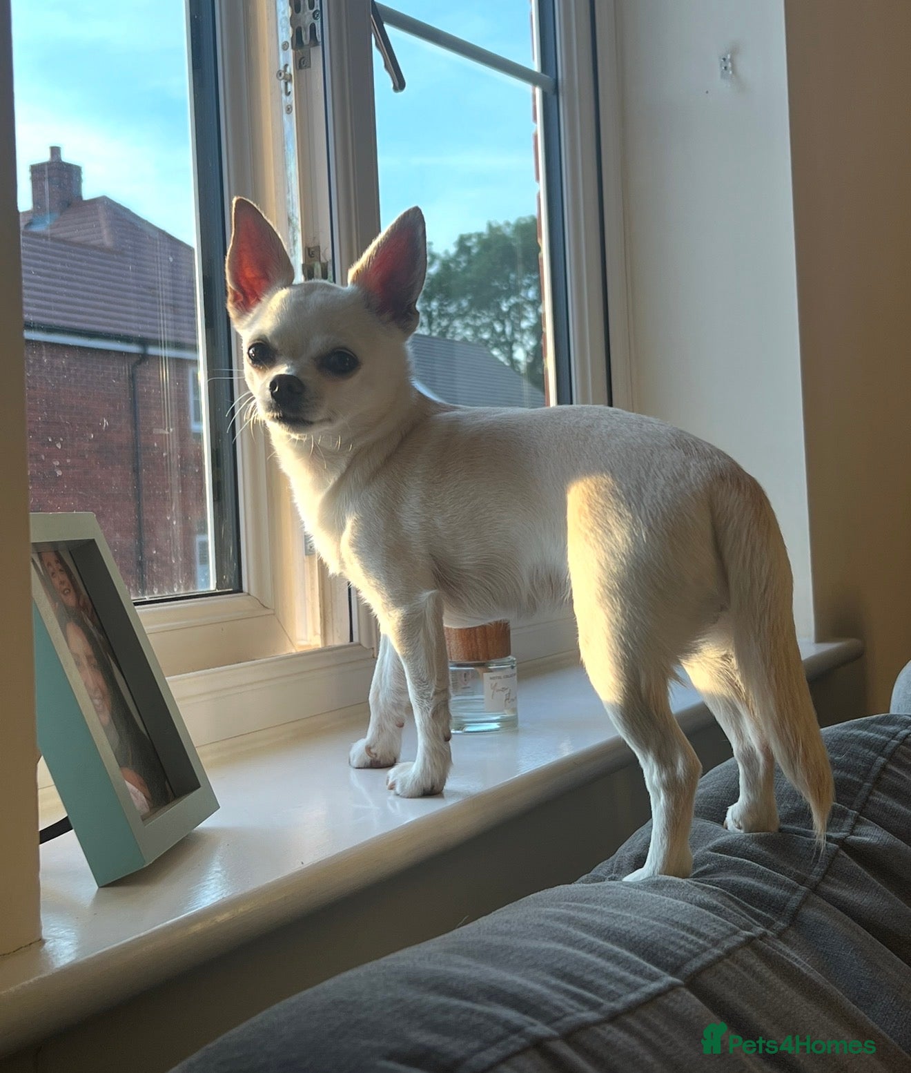 Chihuahua dogs 7 year old chihuahua  - Advert 4