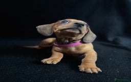 Dachshund dogs for sale: Miniature Dachshund Puppies  - Image 10