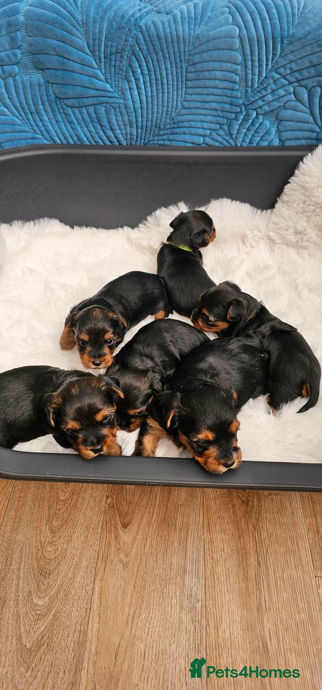 Yorkshire Terrier dogs for sale: Beautiful Yorkshire Terrier Puppies - Advert 2