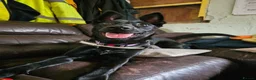 Mixed Breed dogs for adoption: ❤️🐶 MULAN – BEAUTIFUL, BRILLIANT & READY  - Advert 5