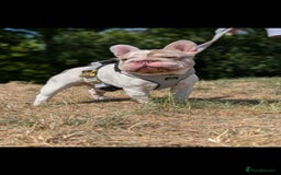 French Bulldog dogs for stud: Enzo Award winning newshade Isabella and tan pied  - Image 3