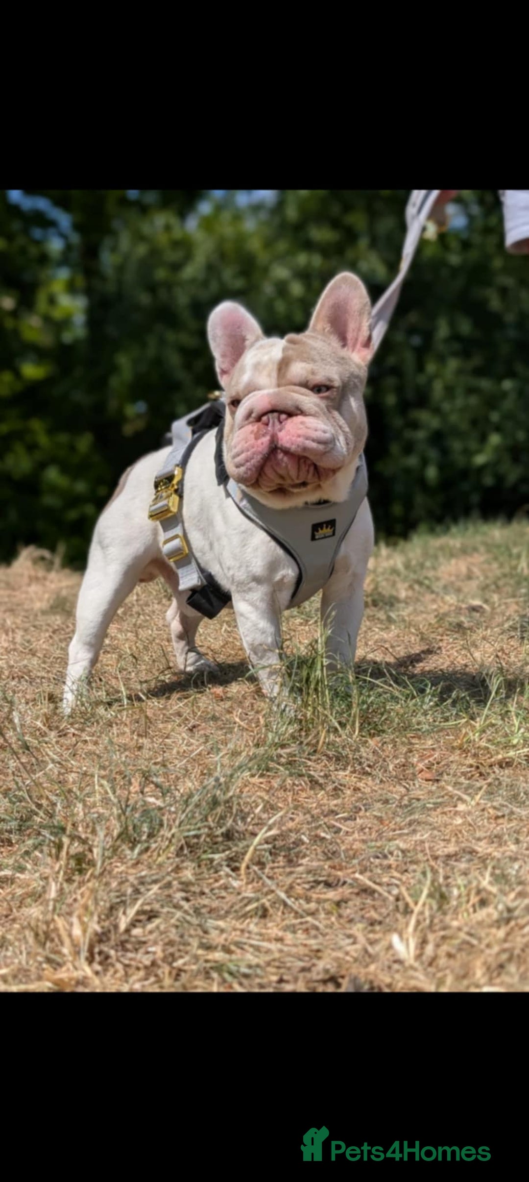 French Bulldog dogs for stud: Enzo Award winning newshade Isabella and tan pied  - Image 3