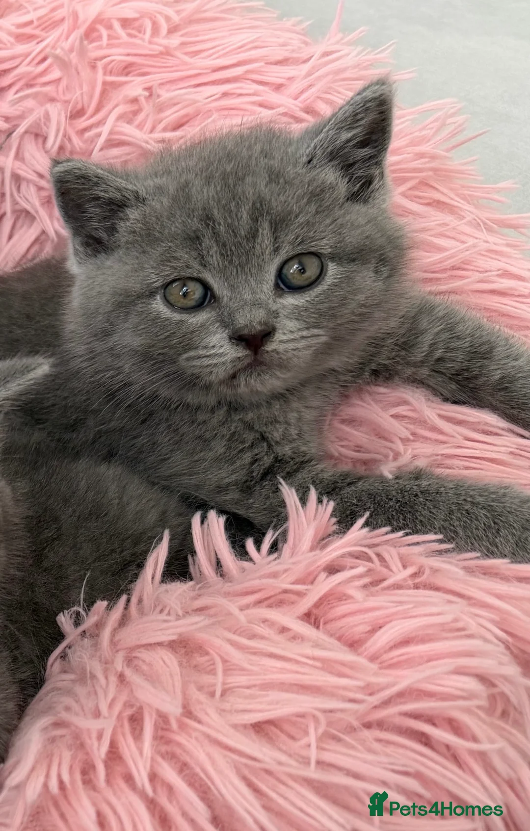 British Shorthair cats for sale: British Shorthair Kittens 🤍Ready to Leave in 1Wee - Advert 2