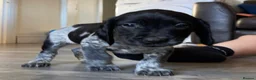 Sprocker dogs for sale: 🐶💕Beautiful Sprocker puppies for sale! 💕🐶 - Advert 18