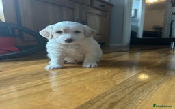 Cockapoo dogs for sale: 1 boy beautiful cockapoo last one left!  - Image 7