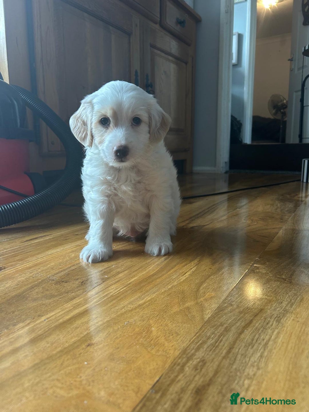 Cockapoo dogs for sale: 1 boy beautiful cockapoo last one left!  - Image 7
