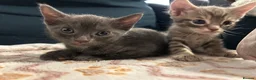 Mixed Breed cats for sale: 🐾 Gorgeous Furry Sphynx Cross Kittens 🐾 - Advert 5